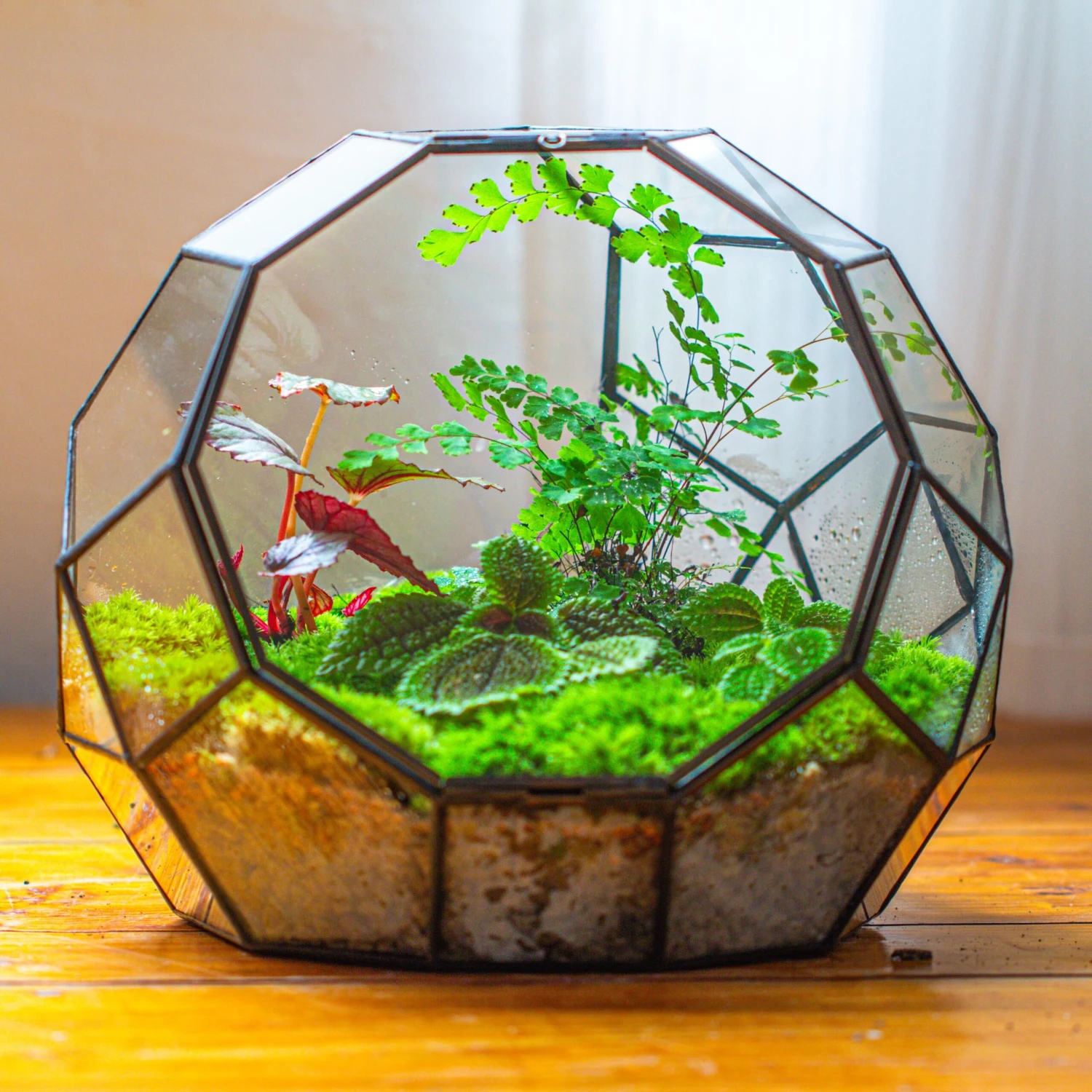 Propagation Station Glass Geometric Moon Terrarium, Close, With Door 7 Propagation Station Glass Geometric Moon Terrarium, Close, With Door - Image 5