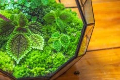 Propagation Station Glass Geometric Moon Terrarium, Close, With Door 41 Propagation Station Glass Geometric Moon Terrarium, Close, With Door -Terrarium Plant Hub IMG 9524