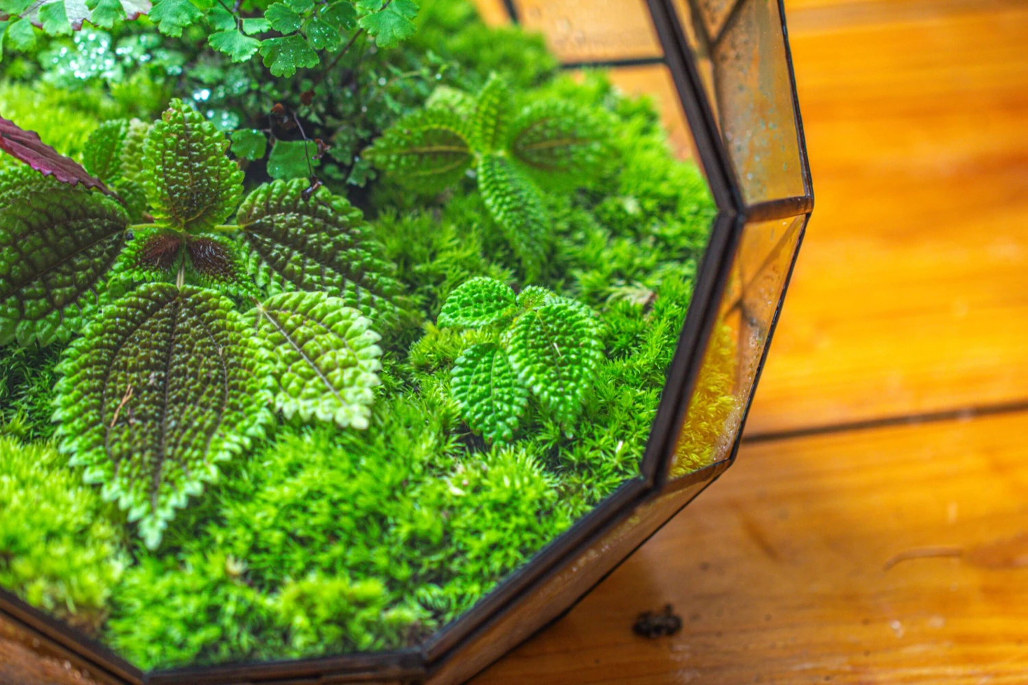 Propagation Station Glass Geometric Moon Terrarium, Close, With Door 22 Propagation Station Glass Geometric Moon Terrarium, Close, With Door - Image 20