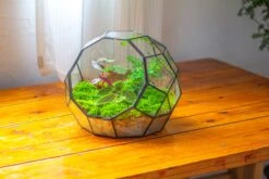 Propagation Station Glass Geometric Moon Terrarium, Close, With Door 27 Propagation Station Glass Geometric Moon Terrarium, Close, With Door -Terrarium Plant Hub IMG 9531