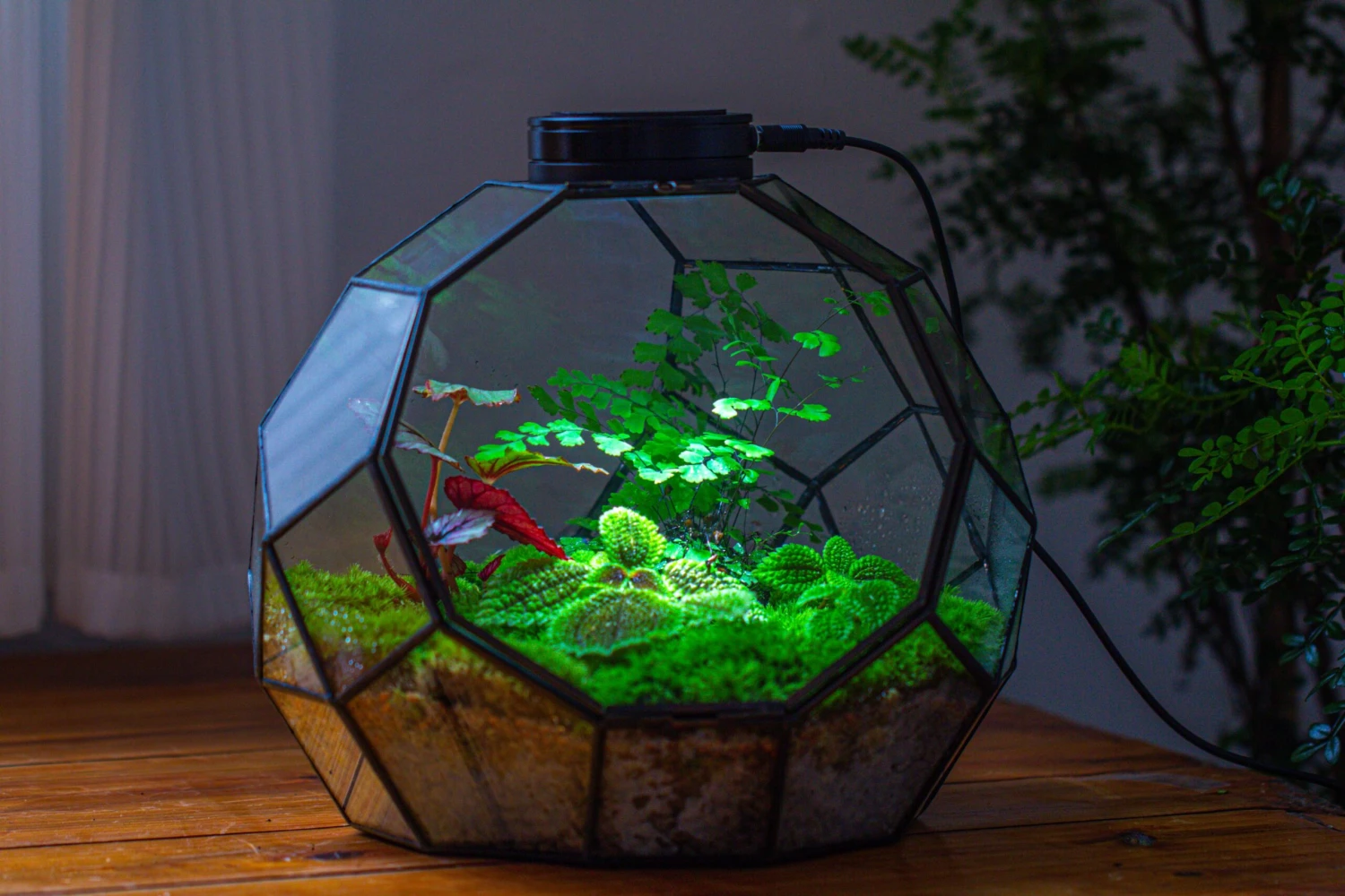 Propagation Station Glass Geometric Moon Terrarium, Close, With Door 13 Propagation Station Glass Geometric Moon Terrarium, Close, With Door - Image 11