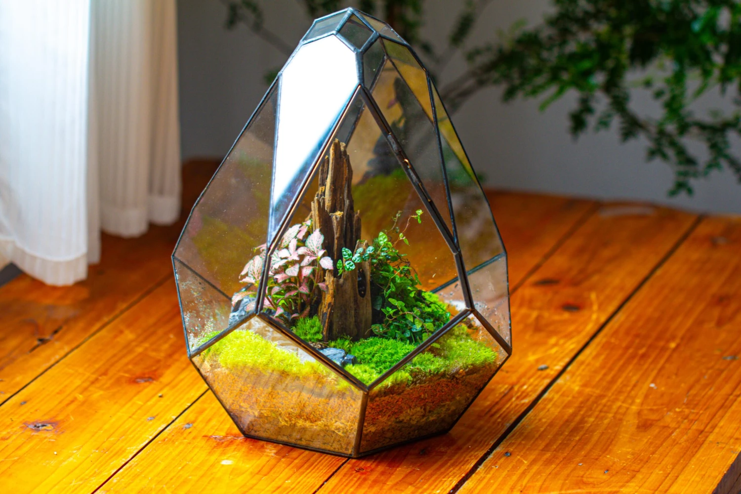 Propagation Station 13" Large Teardrop Geometric Terrarium, Close, With Door 21 Propagation Station 13" Large Teardrop Geometric Terrarium, Close, With Door - Image 19