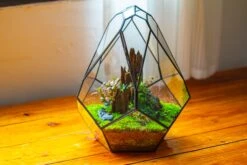 Propagation Station 13" Large Teardrop Geometric Terrarium, Close, With Door 41 Propagation Station 13" Large Teardrop Geometric Terrarium, Close, With Door -Terrarium Plant Hub IMG 9579