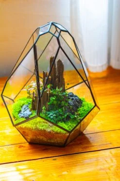 Propagation Station 13" Large Teardrop Geometric Terrarium, Close, With Door 35 Propagation Station 13" Large Teardrop Geometric Terrarium, Close, With Door -Terrarium Plant Hub IMG 9580