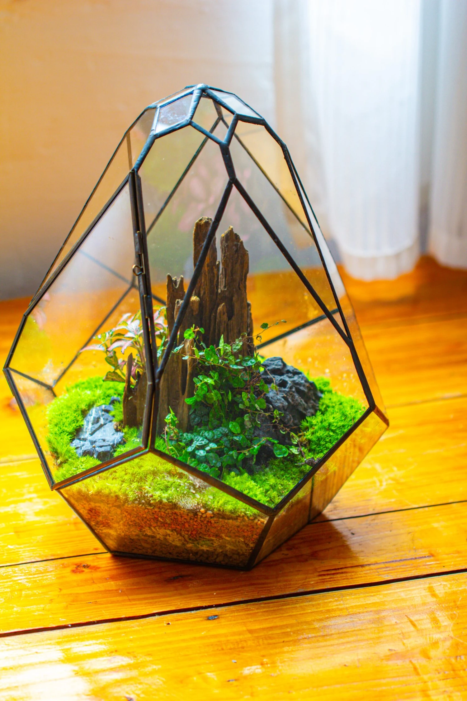 Propagation Station 13" Large Teardrop Geometric Terrarium, Close, With Door 16 Propagation Station 13" Large Teardrop Geometric Terrarium, Close, With Door - Image 14