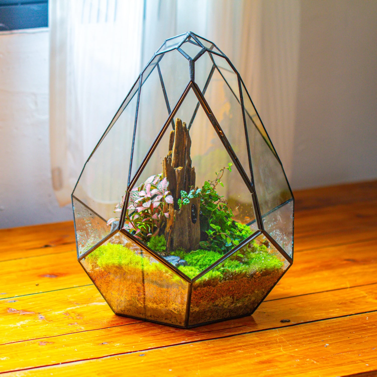 Propagation Station 13" Large Teardrop Geometric Terrarium, Close, With Door 3 Propagation Station 13" Large Teardrop Geometric Terrarium, Close, With Door