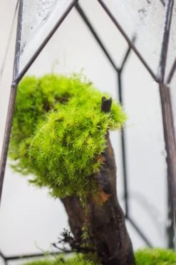 20x30cm Multiple Pieces Live Dry Leucobryum Moss, Cushion Moss Will Regreen, For Terrarium, Micro Landscape -Terrarium Plant Hub IMG 9716