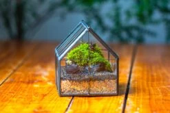 NCYP Mini Glass Terrarium With Lid House Shape Closed Planter Pot For Small Cactus, Succulents Plant -Terrarium Plant Hub IMG 9774