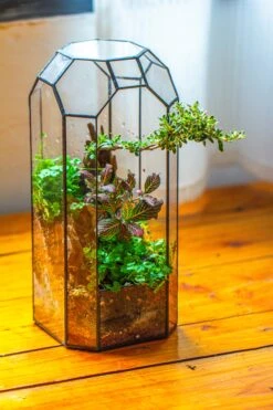 Vintage Tall Octagon Geometric Tin Glass Terrarium , 12.6" , Open, Suitable For Tall Plants, Orchid, Small Begonia Pitcher, Micro Landscape -Terrarium Plant Hub IMG 9785