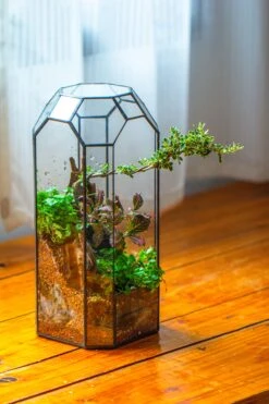 Vintage Tall Octagon Geometric Tin Glass Terrarium , 12.6" , Open, Suitable For Tall Plants, Orchid, Small Begonia Pitcher, Micro Landscape -Terrarium Plant Hub IMG 9786
