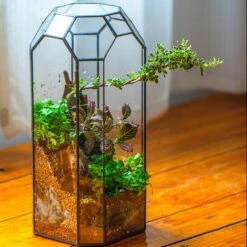 Vintage Tall Octagon Geometric Tin Glass Terrarium , 12.6" , Open, Suitable For Tall Plants, Orchid, Small Begonia Pitcher, Micro Landscape -Terrarium Plant Hub IMG 9786 1