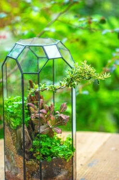Vintage Tall Octagon Geometric Tin Glass Terrarium , 12.6" , Open, Suitable For Tall Plants, Orchid, Small Begonia Pitcher, Micro Landscape -Terrarium Plant Hub IMG 9797