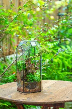 Vintage Tall Octagon Geometric Tin Glass Terrarium , 12.6" , Open, Suitable For Tall Plants, Orchid, Small Begonia Pitcher, Micro Landscape -Terrarium Plant Hub IMG 9798