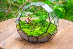 Propagation Station Glass Geometric Moon Terrarium, Close, With Door 28 Propagation Station Glass Geometric Moon Terrarium, Close, With Door -Terrarium Plant Hub IMG 9939