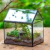 Handmade NCYP Geometric Glass Black Terrarium Box House Shape Close, Tabletop, Swing Lid For Air Plants Moss Snail Reptile Habitat -Terrarium Plant Hub IMG 9983 1