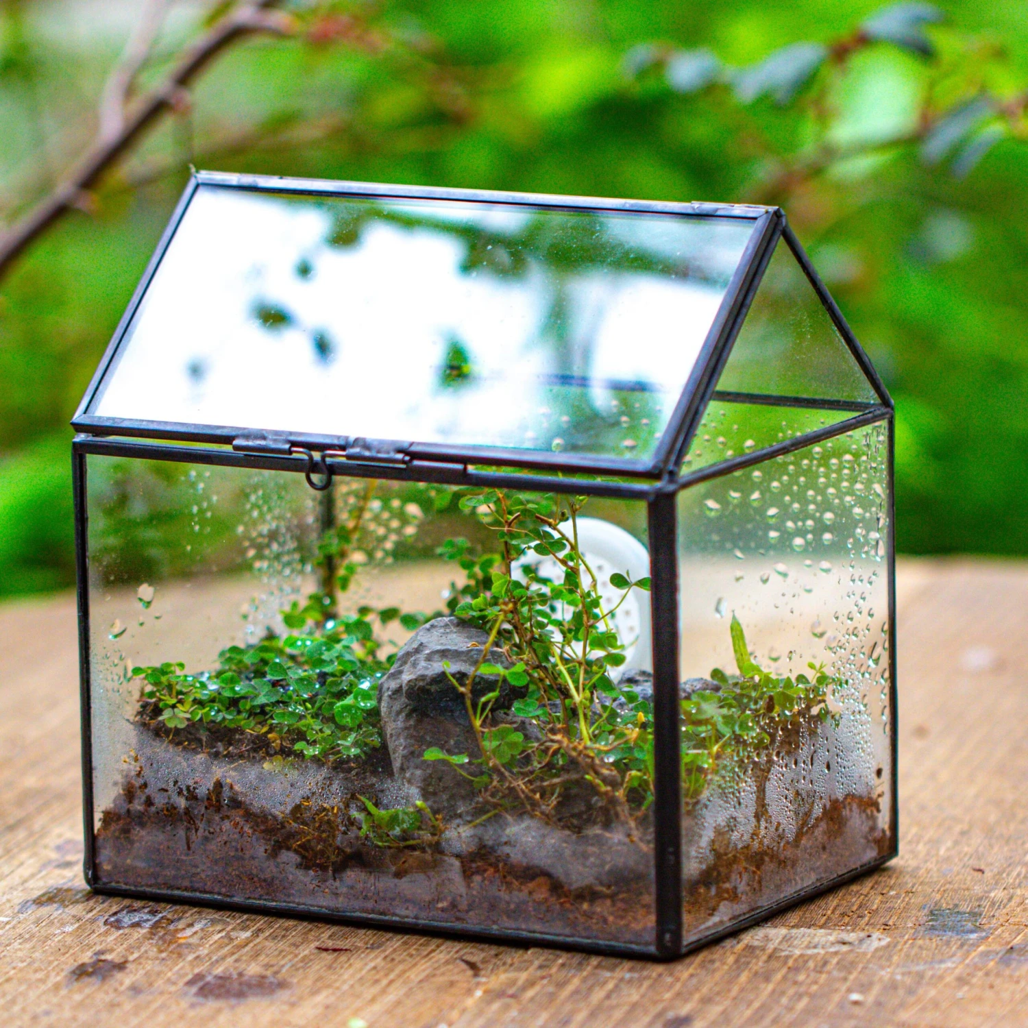 Handmade NCYP Geometric Glass Black Terrarium Box House Shape Close, Tabletop, Swing Lid For Air Plants Moss Snail Reptile Habitat