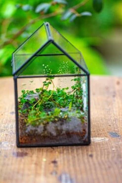 Handmade NCYP Geometric Glass Black Terrarium Box House Shape Close, Tabletop, Swing Lid For Air Plants Moss Snail Reptile Habitat 35 Handmade NCYP Geometric Glass Black Terrarium Box House Shape Close, Tabletop, Swing Lid For Air Plants Moss Snail Reptile Habitat -Terrarium Plant Hub IMG 9984