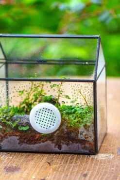 Handmade NCYP Geometric Glass Black Terrarium Box House Shape Close, Tabletop, Swing Lid For Air Plants Moss Snail Reptile Habitat 36 Handmade NCYP Geometric Glass Black Terrarium Box House Shape Close, Tabletop, Swing Lid For Air Plants Moss Snail Reptile Habitat -Terrarium Plant Hub IMG 9985
