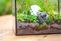 Handmade NCYP Geometric Glass Black Terrarium Box House Shape Close, Tabletop, Swing Lid For Air Plants Moss Snail Reptile Habitat 38 Handmade NCYP Geometric Glass Black Terrarium Box House Shape Close, Tabletop, Swing Lid For Air Plants Moss Snail Reptile Habitat -Terrarium Plant Hub IMG 9987
