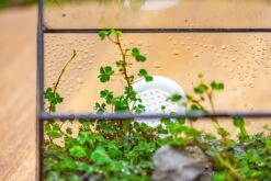 Handmade NCYP Geometric Glass Black Terrarium Box House Shape Close, Tabletop, Swing Lid For Air Plants Moss Snail Reptile Habitat 40 Handmade NCYP Geometric Glass Black Terrarium Box House Shape Close, Tabletop, Swing Lid For Air Plants Moss Snail Reptile Habitat -Terrarium Plant Hub IMG 9993