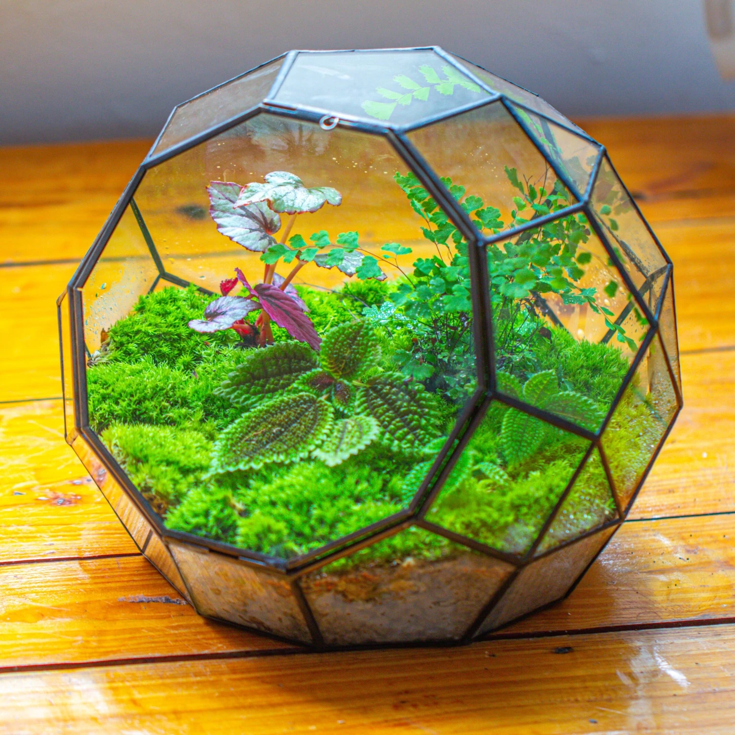 Propagation Station Glass Geometric Moon Terrarium, Close, With Door 3 Propagation Station Glass Geometric Moon Terrarium, Close, With Door