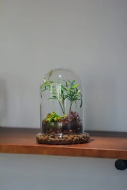 Cloche With Base 20CM Glass Dome / Round Head Glass Cloche Dome Cover Terrarium Container With Without Airhole For Venus Flytrap -Terrarium Plant Hub il fullxfull.3751989002 99u0