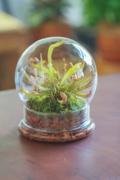 Cloche With Base 20CM Glass Dome / Round Head Glass Cloche Dome Cover Terrarium Container With Without Airhole For Venus Flytrap -Terrarium Plant Hub il fullxfull.3799581463 hi5f