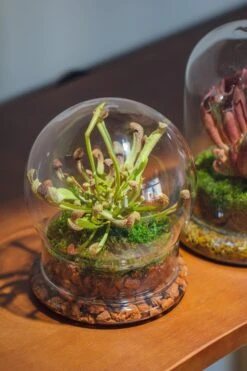 Cloche With Base 20CM Glass Dome / Round Head Glass Cloche Dome Cover Terrarium Container With Without Airhole For Venus Flytrap -Terrarium Plant Hub il fullxfull.3799581577 nn3q