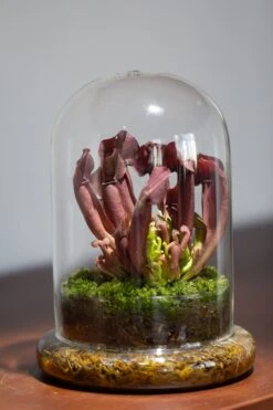 Cloche With Base 20CM Glass Dome / Round Head Glass Cloche Dome Cover Terrarium Container With Without Airhole For Venus Flytrap -Terrarium Plant Hub il fullxfull.3799581615 auzw