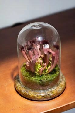 Cloche With Base 20CM Glass Dome / Round Head Glass Cloche Dome Cover Terrarium Container With Without Airhole For Venus Flytrap -Terrarium Plant Hub il fullxfull.3799581803 ftre
