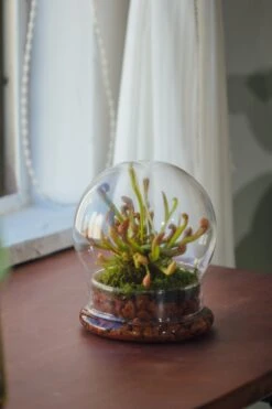 Cloche With Base 20CM Glass Dome / Round Head Glass Cloche Dome Cover Terrarium Container With Without Airhole For Venus Flytrap -Terrarium Plant Hub il fullxfull.3799583555 gm42