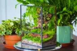 NCYP Close Geometric Glass Terrarium With Door, Tin Sealed Rectangle Tall Moss Wall Planter For Moss Wall, Fern, Landscape -Terrarium Plant Hub il fullxfull.3837932852 tuch