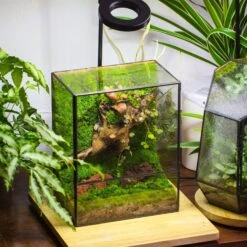 NCYP Close Geometric Glass Terrarium With Door, Tin Sealed Rectangle Tall Moss Wall Planter For Moss Wall, Fern, Landscape -Terrarium Plant Hub il fullxfull.3837944066 mxo1