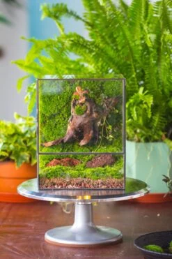 NCYP Close Geometric Glass Terrarium With Door, Tin Sealed Rectangle Tall Moss Wall Planter For Moss Wall, Fern, Landscape -Terrarium Plant Hub il fullxfull.3885429113 8qjz