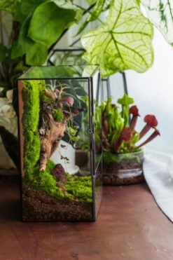 NCYP Close Geometric Glass Terrarium With Door, Tin Sealed Rectangle Tall Moss Wall Planter For Moss Wall, Fern, Landscape -Terrarium Plant Hub il fullxfull.3885429115 jgs9
