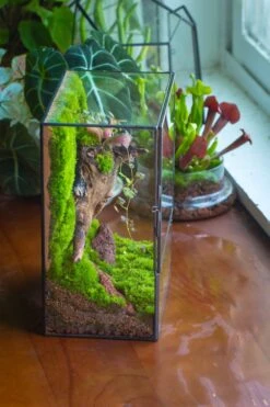 NCYP Close Geometric Glass Terrarium With Door, Tin Sealed Rectangle Tall Moss Wall Planter For Moss Wall, Fern, Landscape -Terrarium Plant Hub il fullxfull.3885429895 fll7