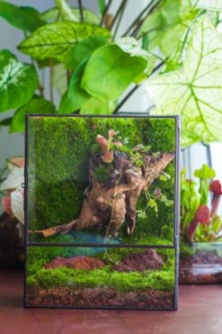 NCYP Close Geometric Glass Terrarium With Door, Tin Sealed Rectangle Tall Moss Wall Planter For Moss Wall, Fern, Landscape -Terrarium Plant Hub il fullxfull.3885440913 d81d