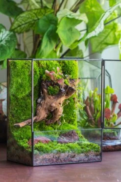 NCYP Close Geometric Glass Terrarium With Door, Tin Sealed Rectangle Tall Moss Wall Planter For Moss Wall, Fern, Landscape -Terrarium Plant Hub il fullxfull.3885445155 of87