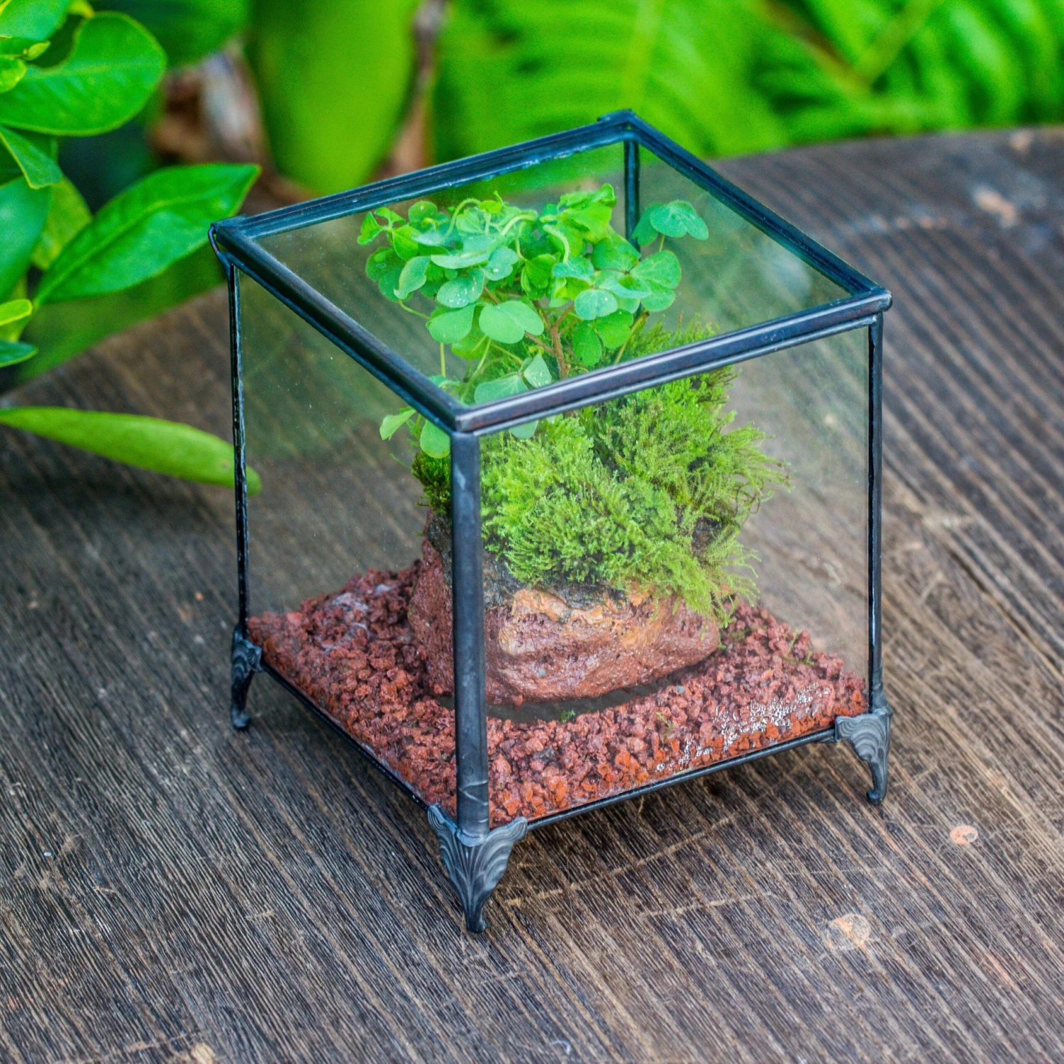 NCYP Vintage Feet Cube Close Geometric Glass Terrarium With Door, Tin Sealed Cube 4.3 / 5.9 Inches Planter Succulent Cacti Fern Flower Pot 3 NCYP Vintage Feet Cube Close Geometric Glass Terrarium With Door, Tin Sealed Cube 4.3 / 5.9 Inches Planter Succulent Cacti Fern Flower Pot