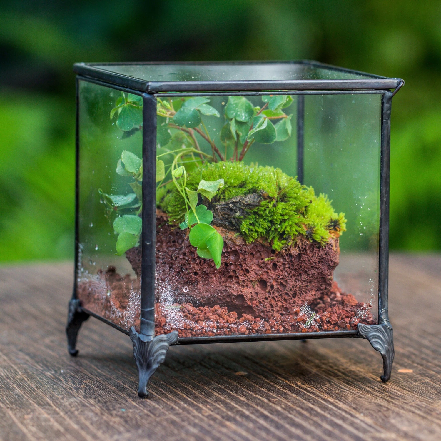 NCYP Vintage Feet Cube Close Geometric Glass Terrarium With Door, Tin Sealed Cube 4.3 / 5.9 Inches Planter Succulent Cacti Fern Flower Pot 4 NCYP Vintage Feet Cube Close Geometric Glass Terrarium With Door, Tin Sealed Cube 4.3 / 5.9 Inches Planter Succulent Cacti Fern Flower Pot - Image 2