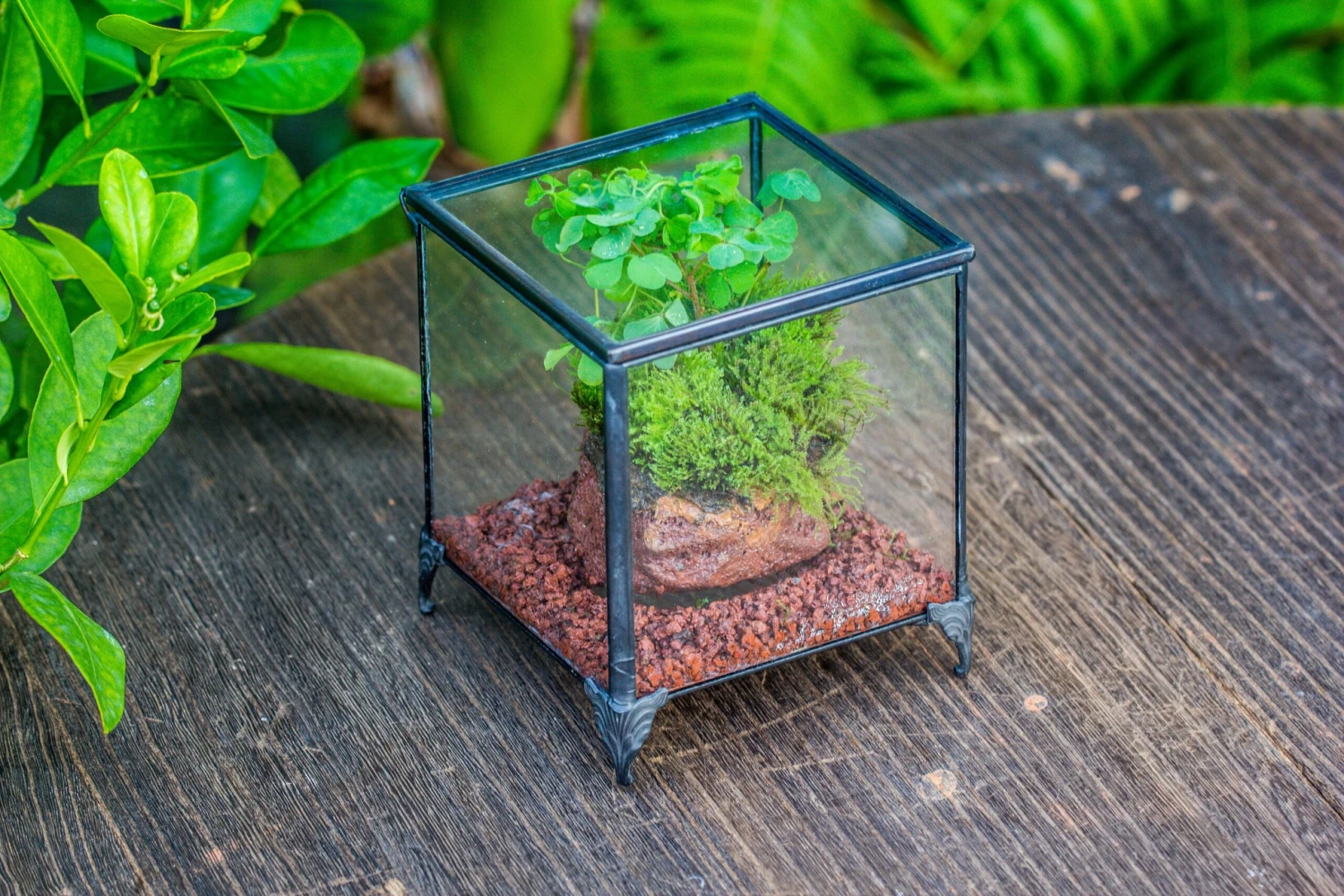 NCYP Vintage Feet Cube Close Geometric Glass Terrarium With Door, Tin Sealed Cube 4.3 / 5.9 Inches Planter Succulent Cacti Fern Flower Pot 5 NCYP Vintage Feet Cube Close Geometric Glass Terrarium With Door, Tin Sealed Cube 4.3 / 5.9 Inches Planter Succulent Cacti Fern Flower Pot - Image 3