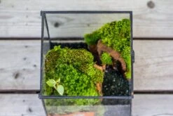 NCYP Vintage Feet Cube Close Geometric Glass Terrarium With Door, Tin Sealed Cube 4.3 / 5.9 Inches Planter Succulent Cacti Fern Flower Pot 17 NCYP Vintage Feet Cube Close Geometric Glass Terrarium With Door, Tin Sealed Cube 4.3 / 5.9 Inches Planter Succulent Cacti Fern Flower Pot -Terrarium Plant Hub il fullxfull.4309907107 bdef