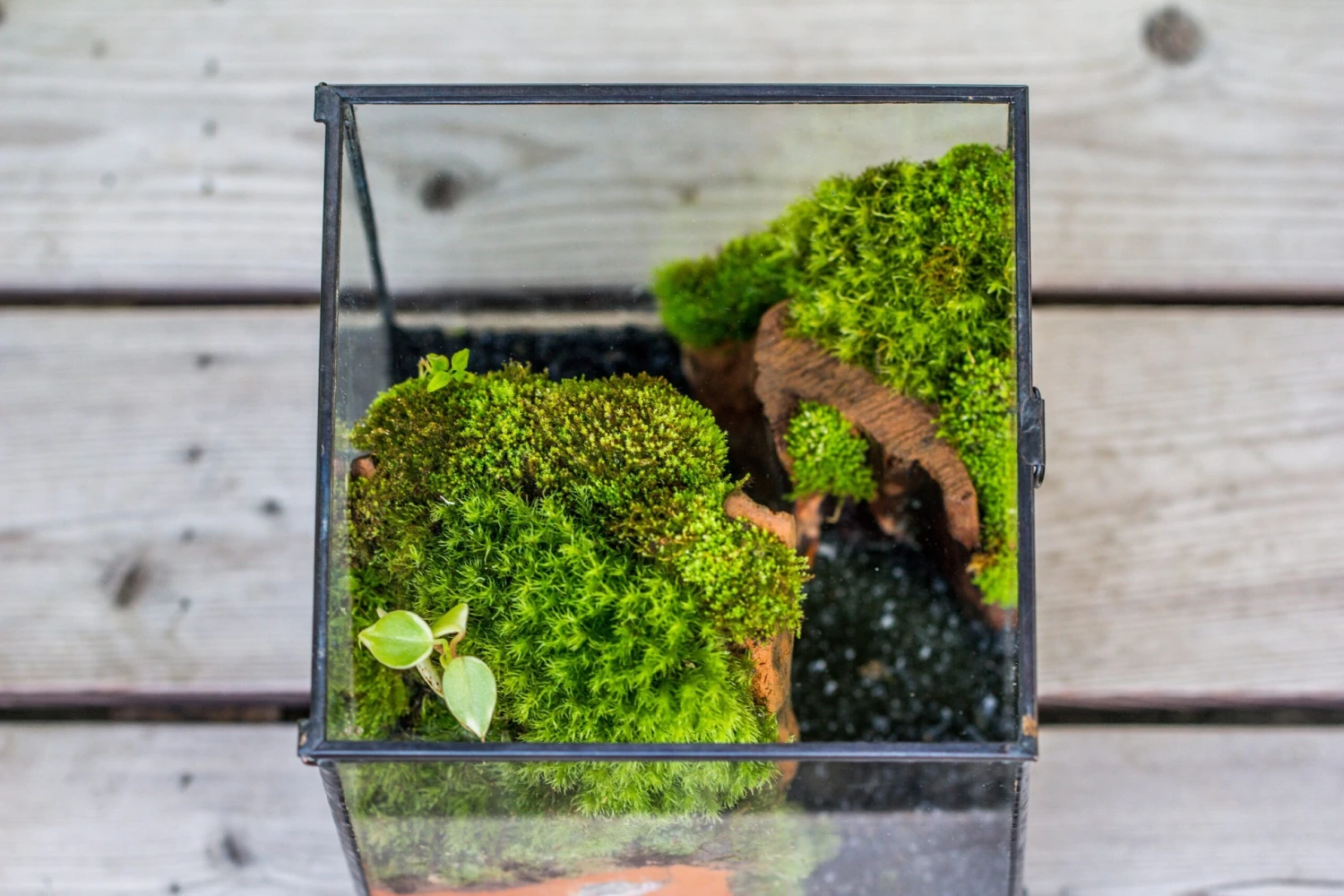 NCYP Vintage Feet Cube Close Geometric Glass Terrarium With Door, Tin Sealed Cube 4.3 / 5.9 Inches Planter Succulent Cacti Fern Flower Pot 8 NCYP Vintage Feet Cube Close Geometric Glass Terrarium With Door, Tin Sealed Cube 4.3 / 5.9 Inches Planter Succulent Cacti Fern Flower Pot - Image 6