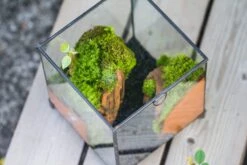 NCYP Vintage Feet Cube Close Geometric Glass Terrarium With Door, Tin Sealed Cube 4.3 / 5.9 Inches Planter Succulent Cacti Fern Flower Pot 18 NCYP Vintage Feet Cube Close Geometric Glass Terrarium With Door, Tin Sealed Cube 4.3 / 5.9 Inches Planter Succulent Cacti Fern Flower Pot -Terrarium Plant Hub il fullxfull.4309935667 a4hb