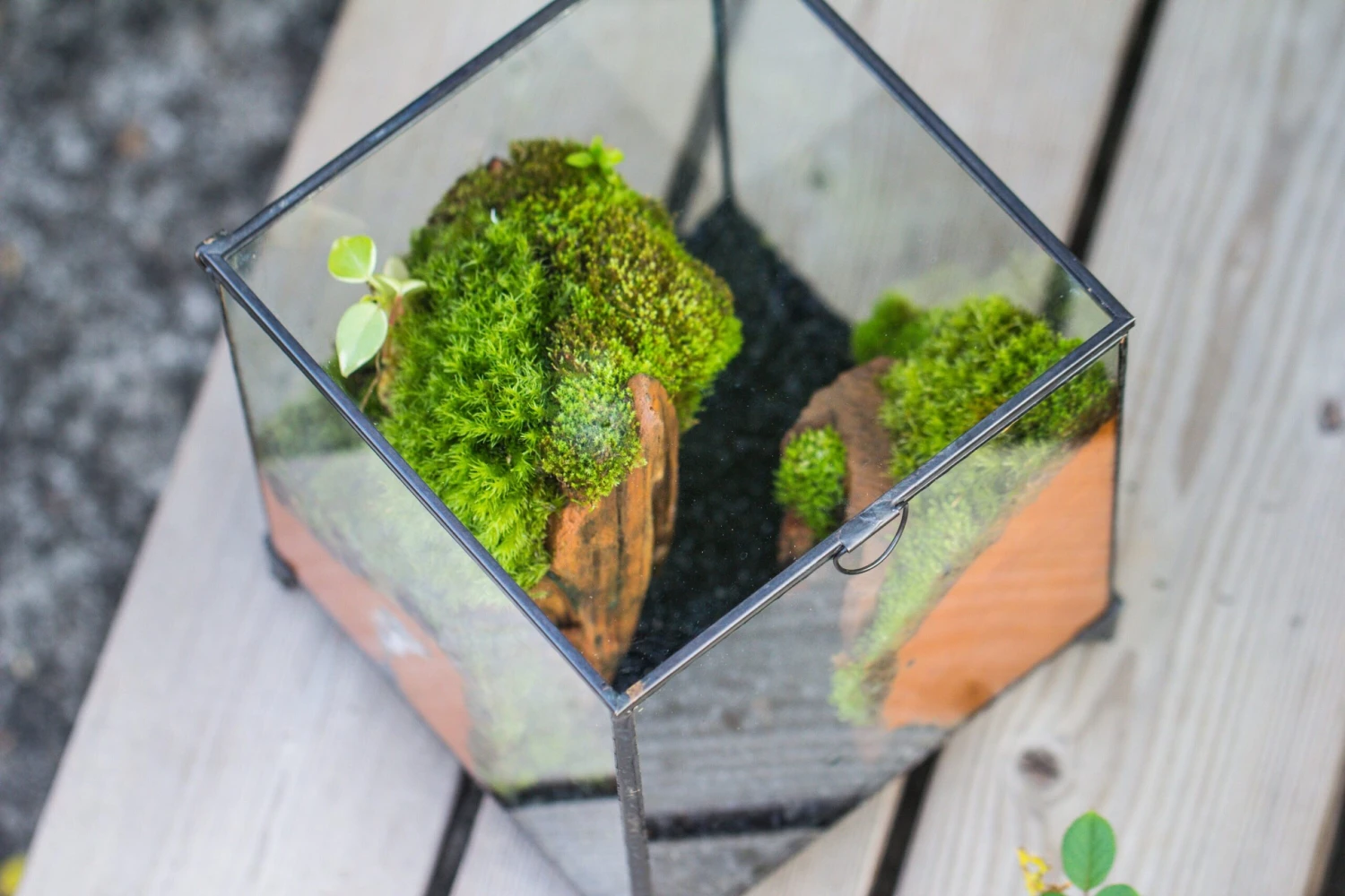NCYP Vintage Feet Cube Close Geometric Glass Terrarium With Door, Tin Sealed Cube 4.3 / 5.9 Inches Planter Succulent Cacti Fern Flower Pot 9 NCYP Vintage Feet Cube Close Geometric Glass Terrarium With Door, Tin Sealed Cube 4.3 / 5.9 Inches Planter Succulent Cacti Fern Flower Pot - Image 7