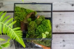 NCYP Vintage Feet Cube Close Geometric Glass Terrarium With Door, Tin Sealed Cube 4.3 / 5.9 Inches Planter Succulent Cacti Fern Flower Pot 19 NCYP Vintage Feet Cube Close Geometric Glass Terrarium With Door, Tin Sealed Cube 4.3 / 5.9 Inches Planter Succulent Cacti Fern Flower Pot -Terrarium Plant Hub il fullxfull.4309935907 uuov