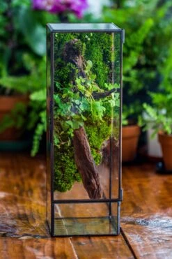 NCYP Close 11.8" Tall Geometric Glass Terrarium With Door, Tin Sealed Pillar, Planter For Moss Wall, Fern, Pitcher Plants, Tropical Plants -Terrarium Plant Hub il fullxfull.4429467918 5j5k