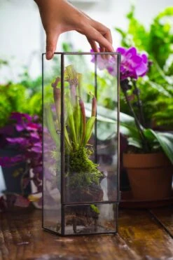 NCYP Close 11.8" Tall Geometric Glass Terrarium With Door, Tin Sealed Pillar, Planter For Moss Wall, Fern, Pitcher Plants, Tropical Plants -Terrarium Plant Hub il fullxfull.4429467988 rwtu