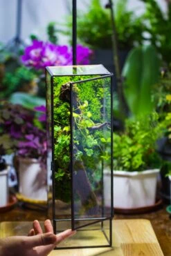 NCYP Close 11.8" Tall Geometric Glass Terrarium With Door, Tin Sealed Pillar, Planter For Moss Wall, Fern, Pitcher Plants, Tropical Plants -Terrarium Plant Hub il fullxfull.4429467990 p2vl