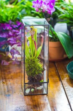 NCYP Close 11.8" Tall Geometric Glass Terrarium With Door, Tin Sealed Pillar, Planter For Moss Wall, Fern, Pitcher Plants, Tropical Plants -Terrarium Plant Hub il fullxfull.4476826571 4ls8